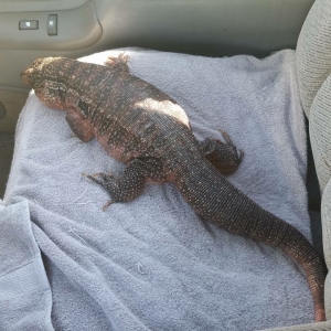 Fat lizard likes truck rides