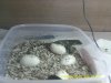 British Blue tegus hatching 003.JPG British Blue tegus hatching 003.JPG