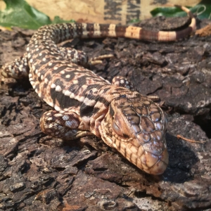 New Baby Red Tegu
