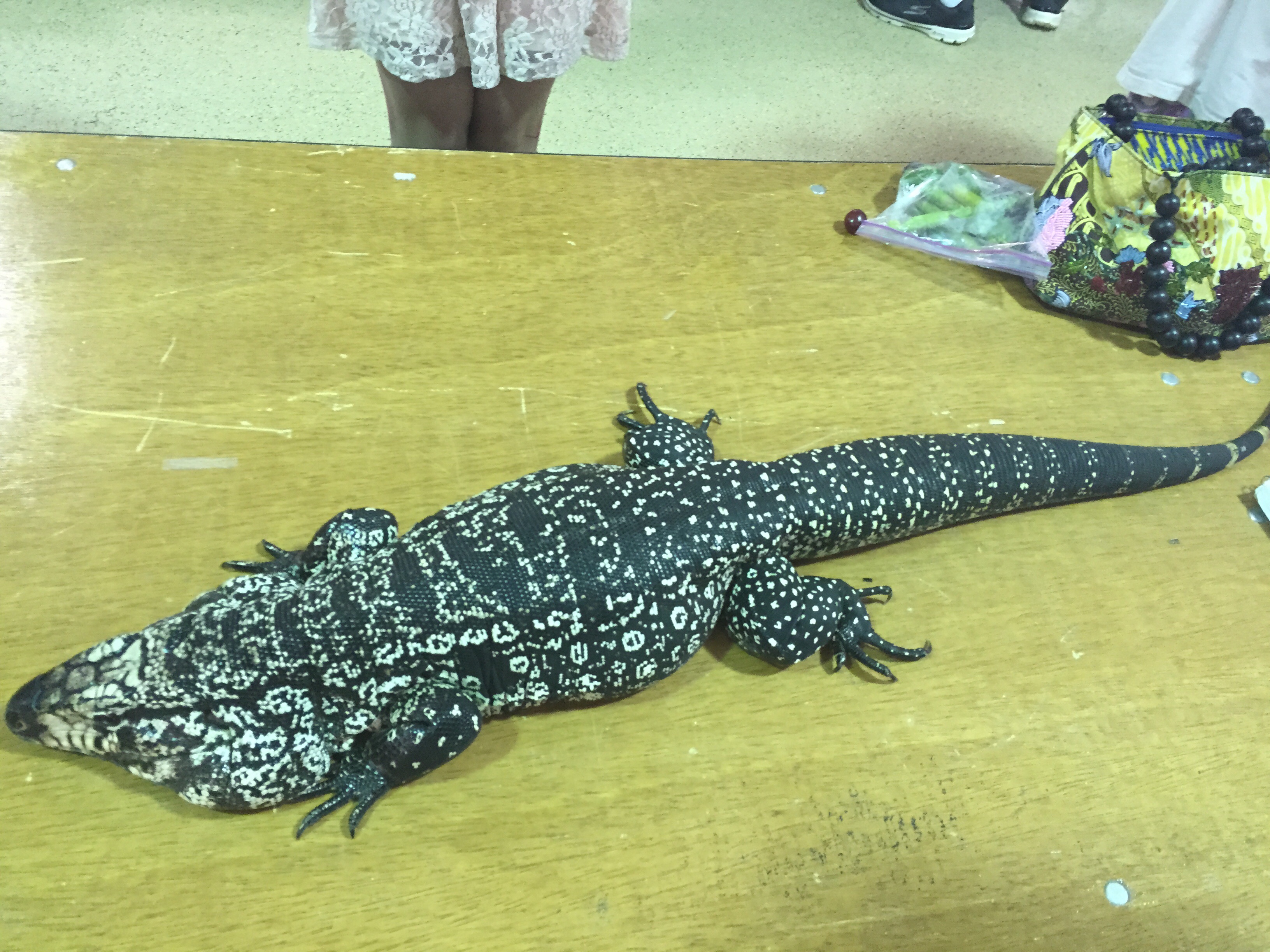 Sampled this sexy boy at the expo, thank you Teya for lending me your tegu for science!